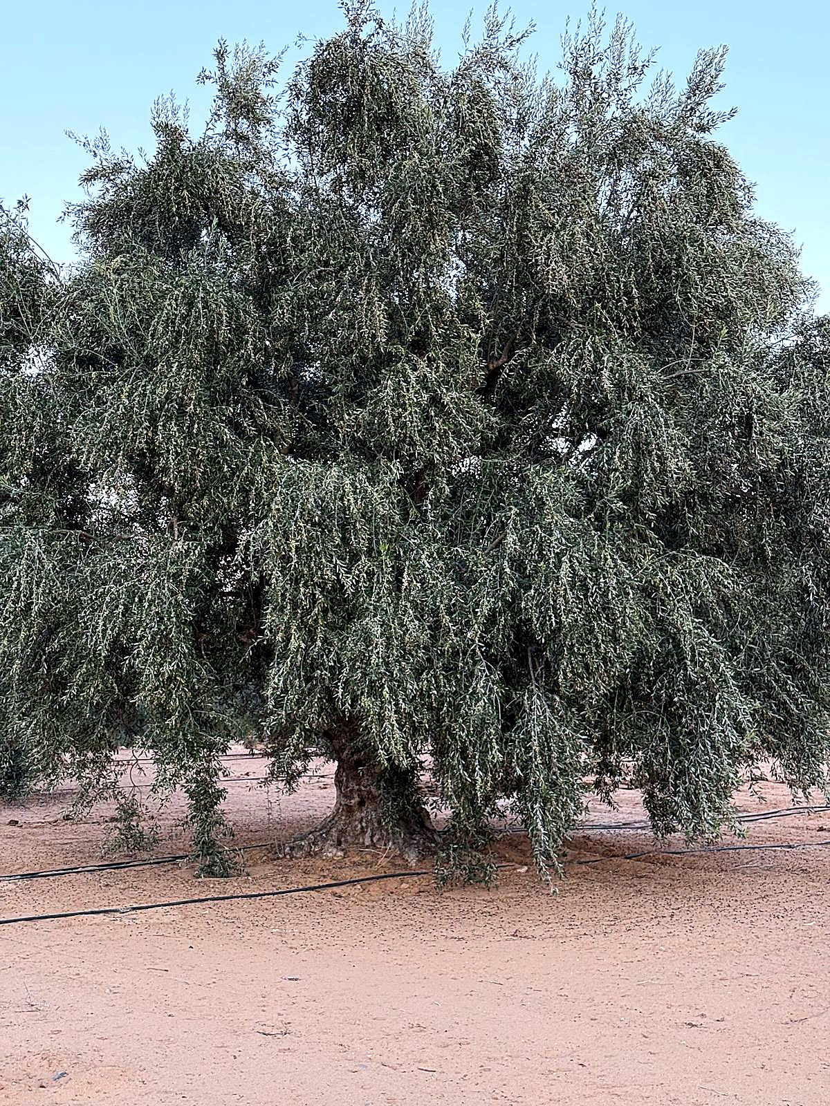 Olivier majestueux et ancien du domaine familial en Tunisie